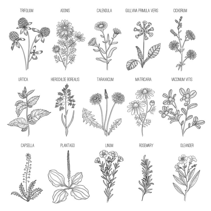 Vector herbs collection. medical healthy flowers and herbs nature plants for garden rosemary lavender dandelion hand drawn collection