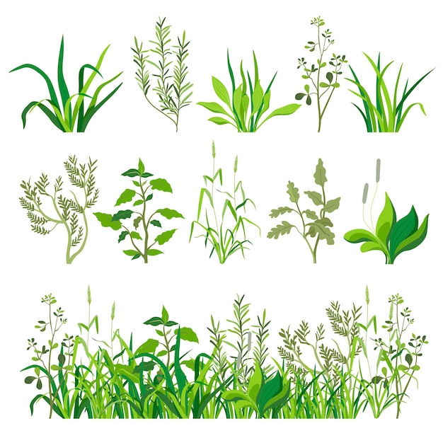 Herbs and grass foliage and plants landscape