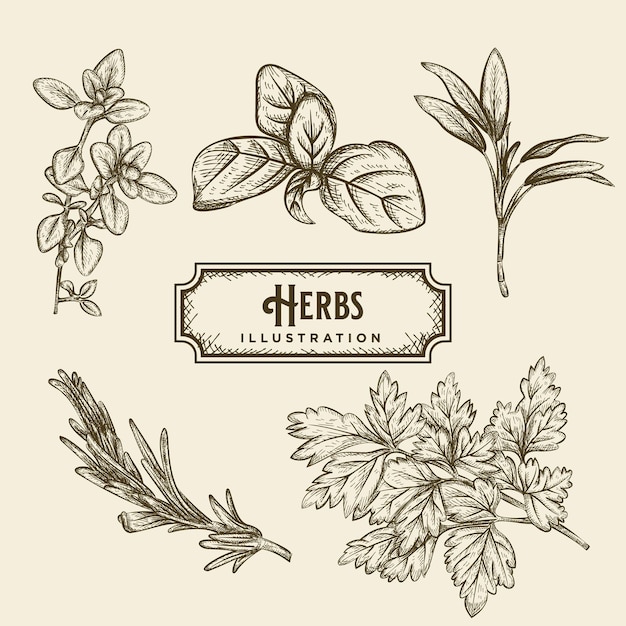 Herbs illustration