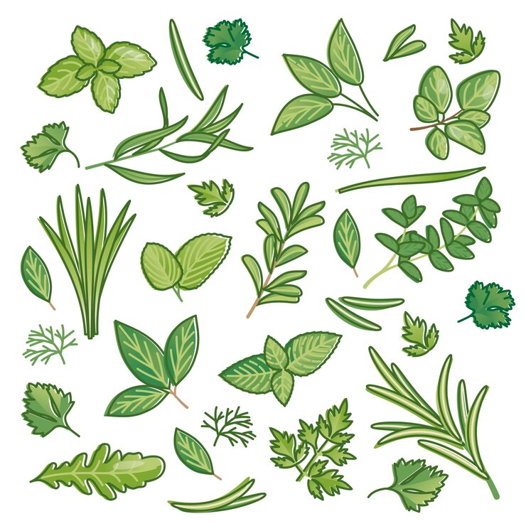 Herbs set as fresh herbal food seasoning items collection outline concept. Botany cooking spices from summer garden as organic floral objects vector illustration. Wild or fresh seasonal eatable leaves