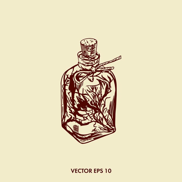 Herbs set ginseng Glass bottle with tincture Vector vintage illustration