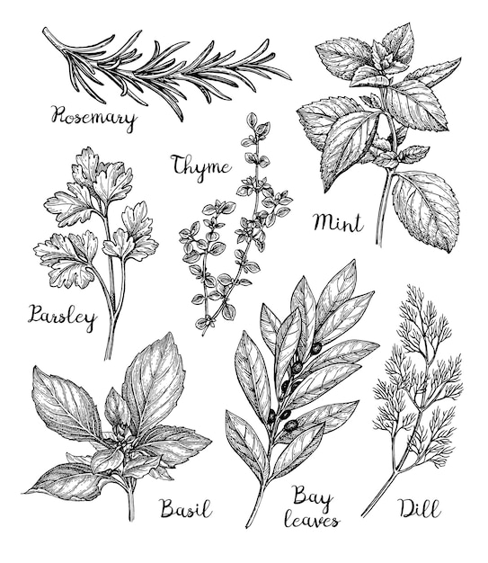 Vector herbs set. ink sketch isolated on white background. hand drawn vector illustration. retro style.