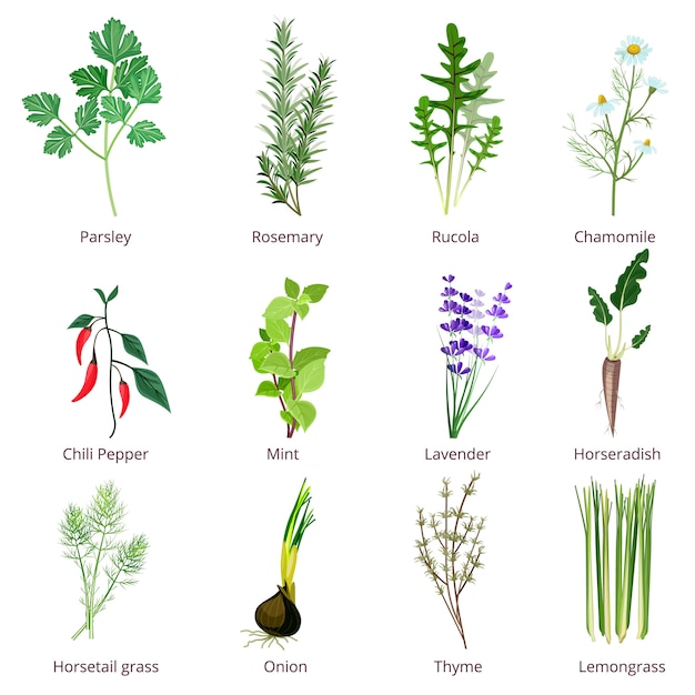 Vector herbs and spices. camomiles thyne lemongrass wild flowers cartoon  isolated