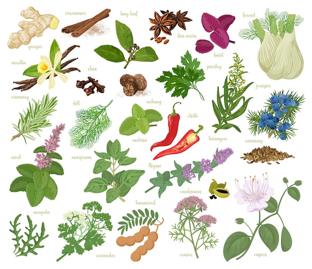 Vector herbs and spices collection