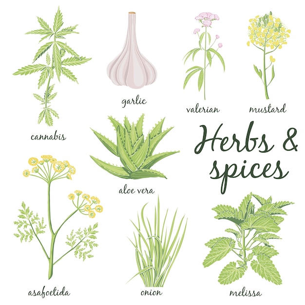 Vector herbs and spices set in hand drawn