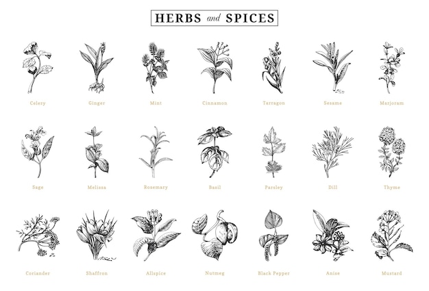 Herbs and spices vector sketchs design elements