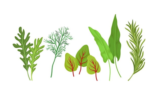 Vector herbs used in culinary and cooking vector set aromatic cuisine greenery collection