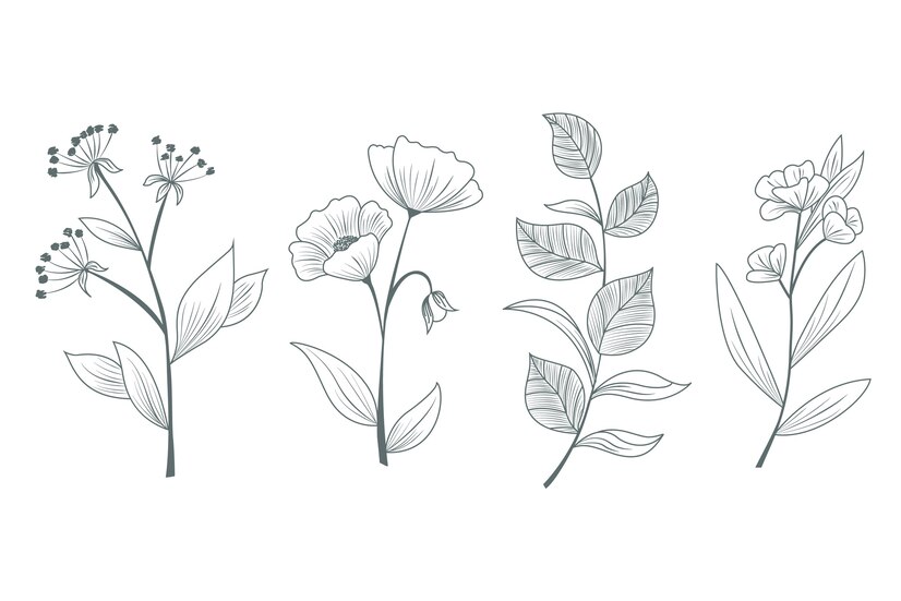Premium Vector | Herbs and wild flowers hand drawn for studies