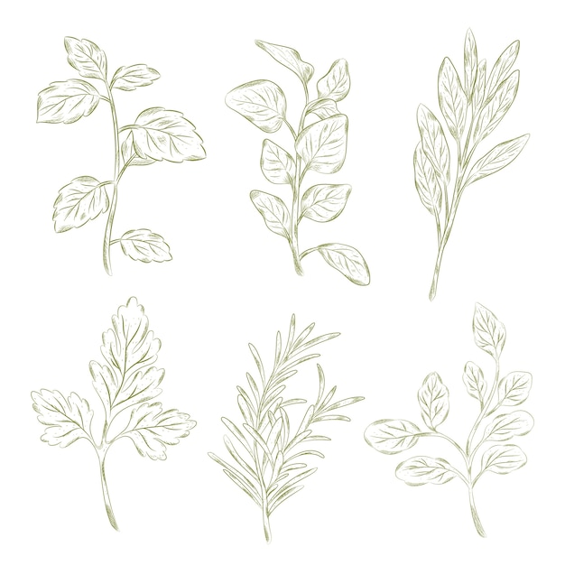 Vector herbs and wild flowers vintage style