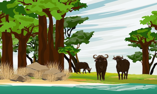 Vector a herd of african buffalo walks along the shore of a lake in a baobab grove wildlife of africa