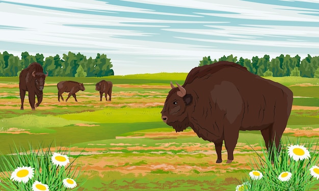 Стадо европейских бизонов Bison bonasus на пойменном лугу с ромашками и травами