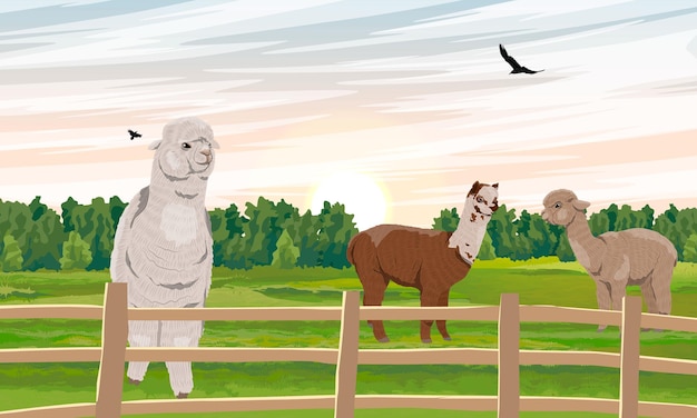 A herd of realistic alpacas lama pacos on the farm behind the fence vector landscape