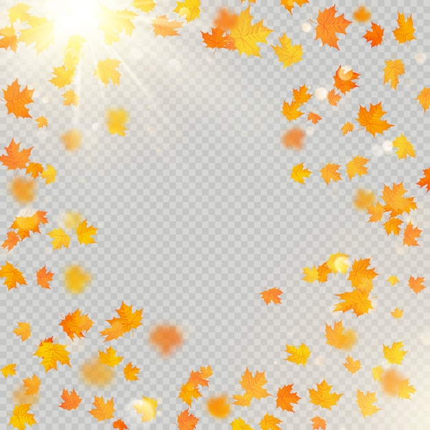 Herfst esdoorn bladeren frame met delicate zon voor decoratie. Herfstbladeren