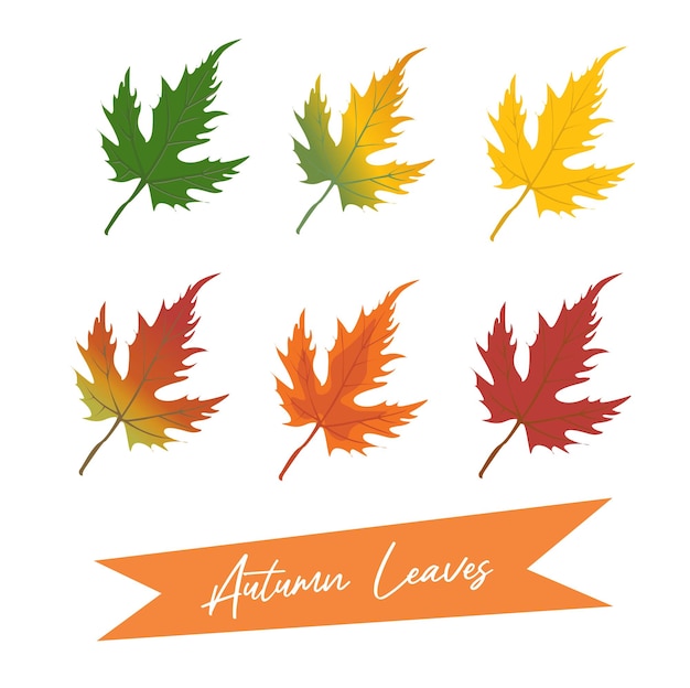 Herfst esdoorn bladeren vectorillustratie Herfst bladeren ontwerpsjabloon voor decoratie verkoop banner