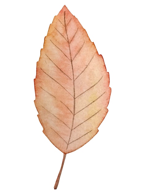 Vector herfstblad aquarel botanische vectorillustratie