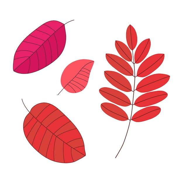 Vector herfstblad vectorillustratie mooie minimalistische set van geïsoleerde bladeren van acacia en gewone vogelkers