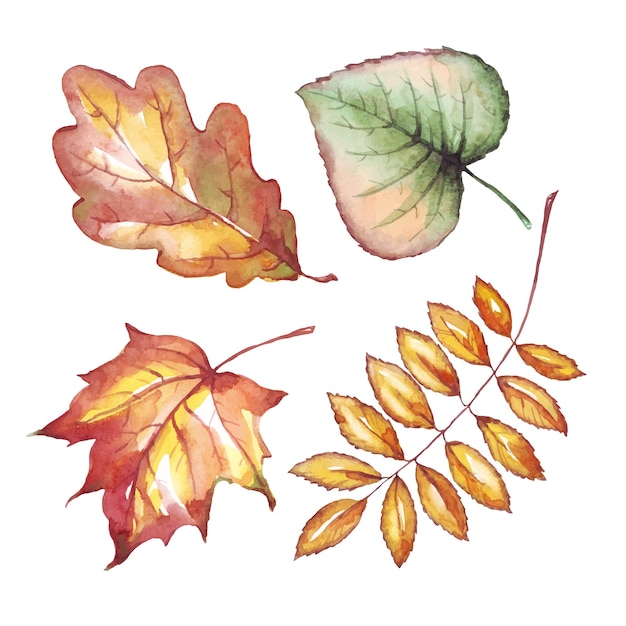 Herfstbladeren aquarel clipart