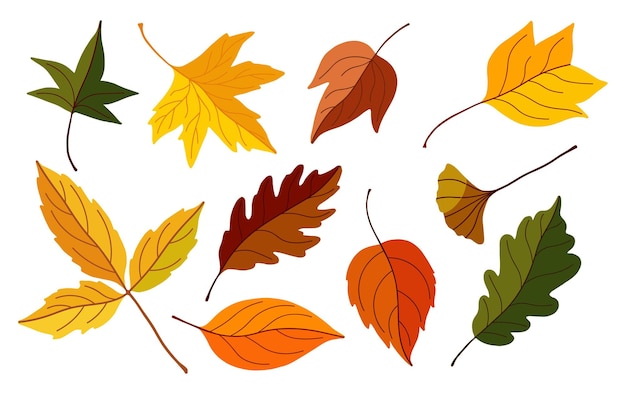 herfstbladeren collectie