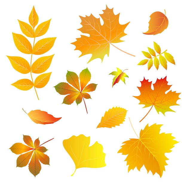Herfstbladeren patroon set van bladeren op een effen achtergrond