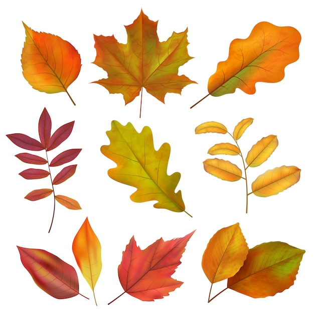 Herfstbladeren. Realistisch geel en rood herfstblad. Isoleert vector set