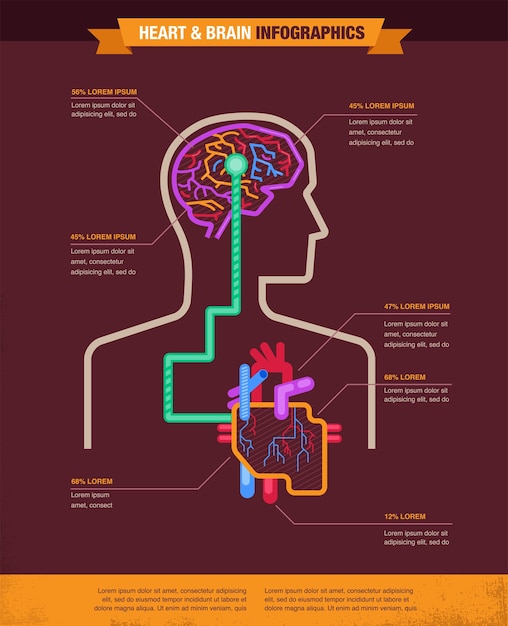 Hersenen en hart verbonden illustratie infographic