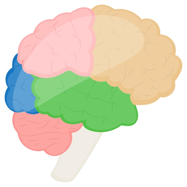 Vector hersenen en zenuwstelsel concept vector design orgelsysteem menselijke anatomie menselijke lichaamsdelen voorraad