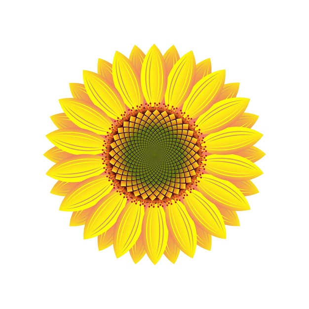 Het bovenaanzicht van de bloeiende zonnebloem