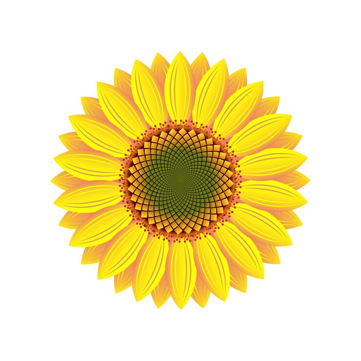 Vector het bovenaanzicht van de bloeiende zonnebloem