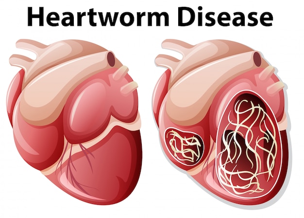 Het diagram witte achtergrond van de heartwormziekte