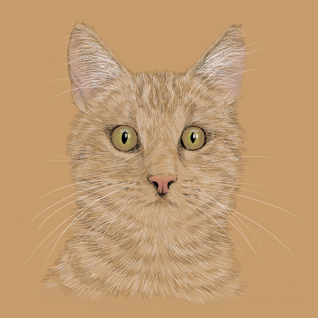 Vector het hoofd van een kat met een snor. potlood hand tekenen schets geïsoleerd op een witte achtergrond.