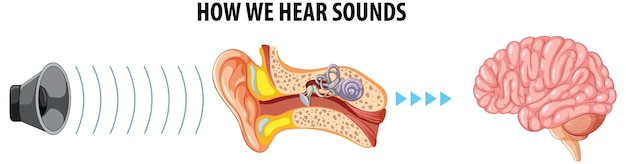 Vector het menselijk gehoorsysteem leren kennen, van oor tot hersenen