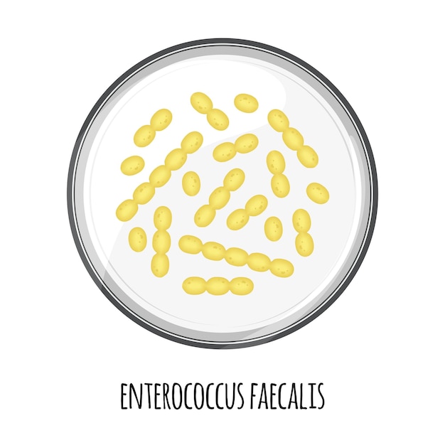 Het menselijke microbioom van enterococcus faecalis in een petrischaal Vector afbeelding Bifidobacteria