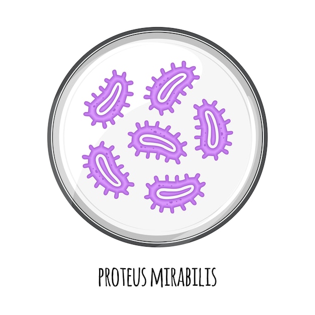 Het menselijke microbioom van proteus mirabilis in een petrischaal Vector afbeelding Bifidobacteria lactobacilli