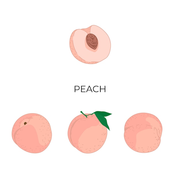 Het naadloze patroon van het perzikfruit. vectorillustratie van fruit. zomer tropische eindeloze achtergrond.