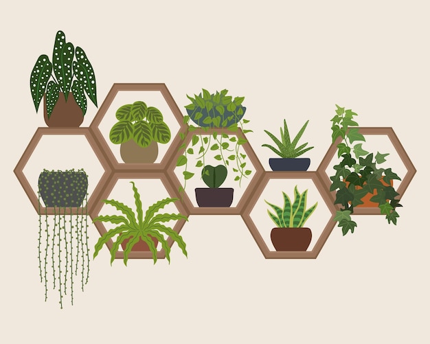 Vector hexagon wall shelves plants decoration