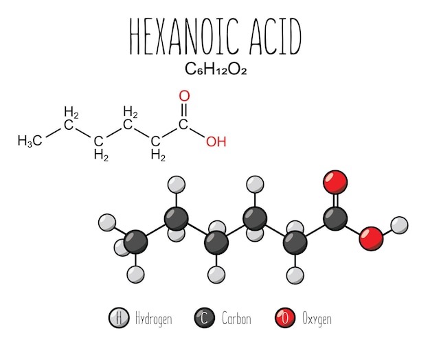 Hexanoic acid skeletal structure and flat model representation isolated on a blank background Vector editable