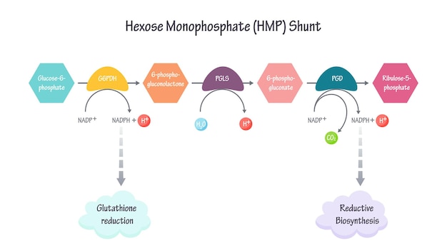 Vector hexose monophosphate shunt pathway vector illustration graphic