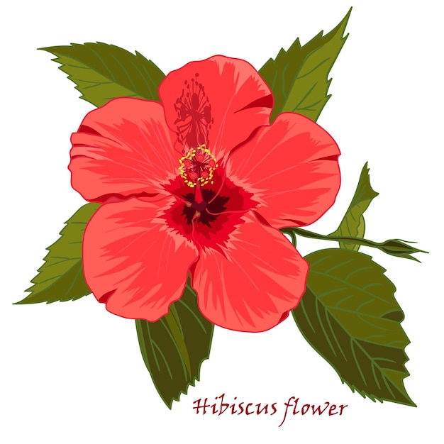 Hibiscus bloem in realistische handgetekende stijl geïsoleerd op een witte achtergrond