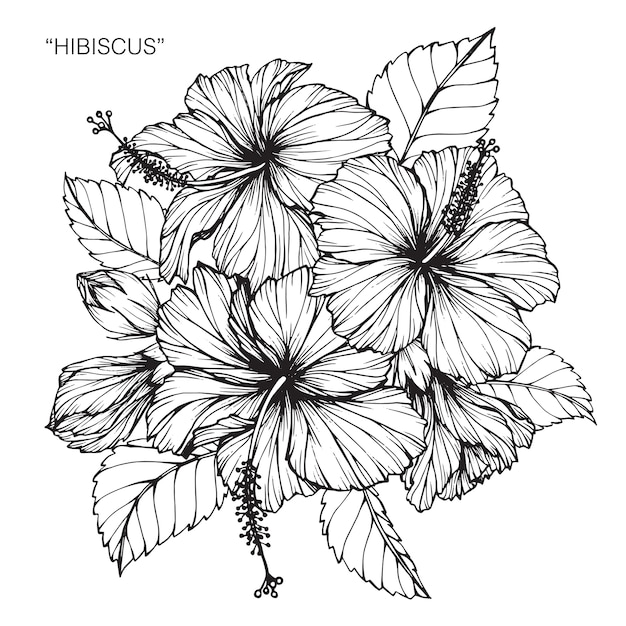 Hibiscus bloem tekening illustratie.