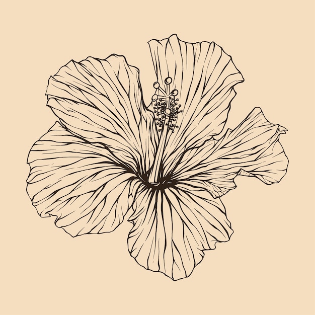 Hibiscus bloem vectorillustratie met lijntekeningen