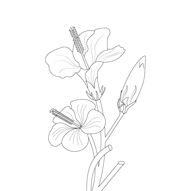 Hibiscus Bloemen Kleurplaat En Line Art Design