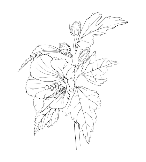 Vector hibiscus branch vector botanical hand drawn illustration outline for coloring