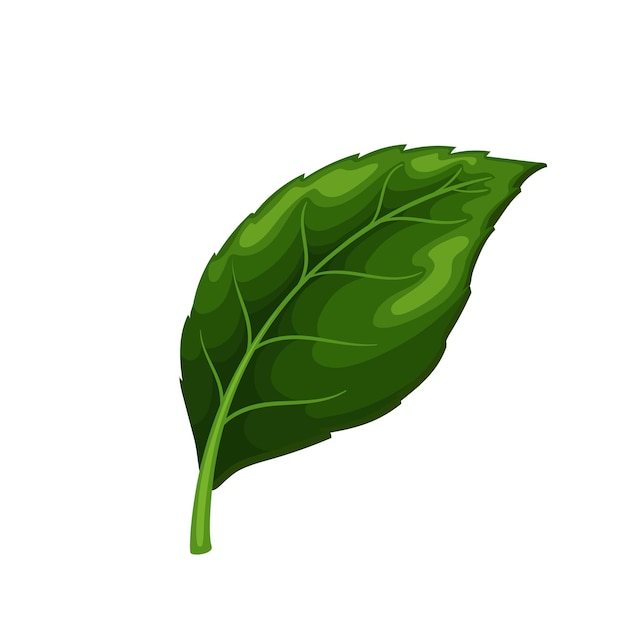 Vector hibiscus or chinese rose leaf