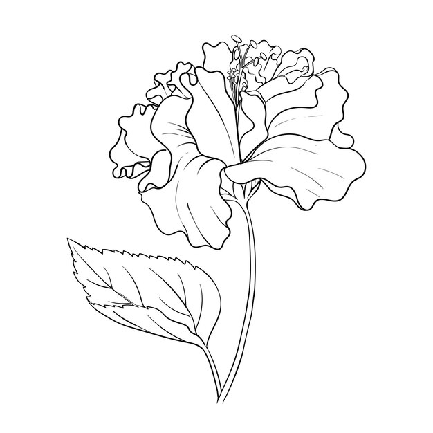 Vector hibiscus curly large large open bud line art for wedding invitations