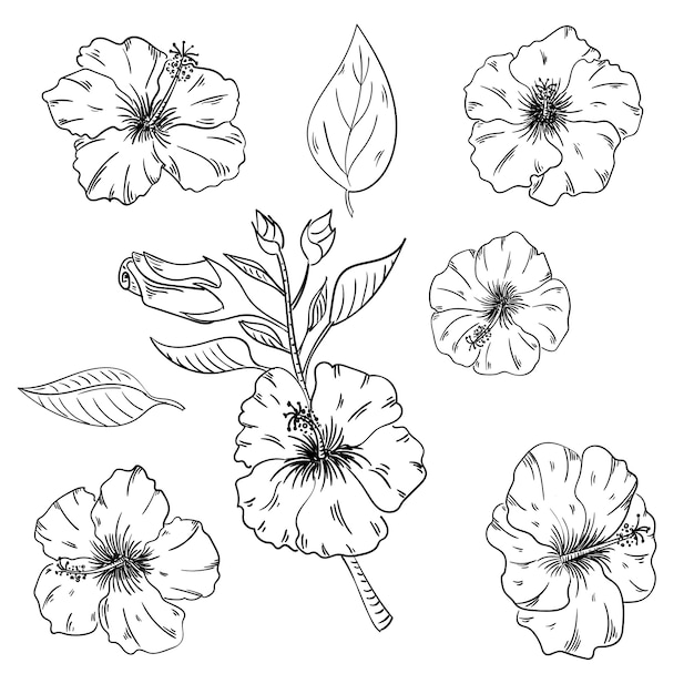 Hibiscus floral tropical flowers set. Wild spring leaf wildflower isolated. Black and white engraved ink art. Isolated hibiscus illustration