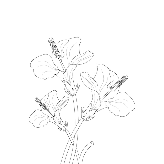 本落書きライン アート花スケッチ ベクター グラフィックのハイビスカスの花の着色のページ
