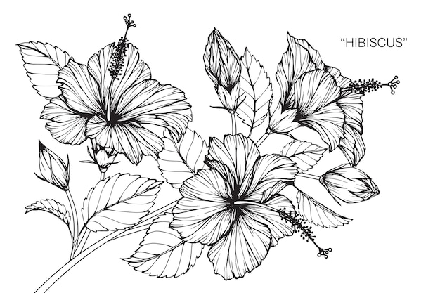 Hibiscus flower drawing illustration