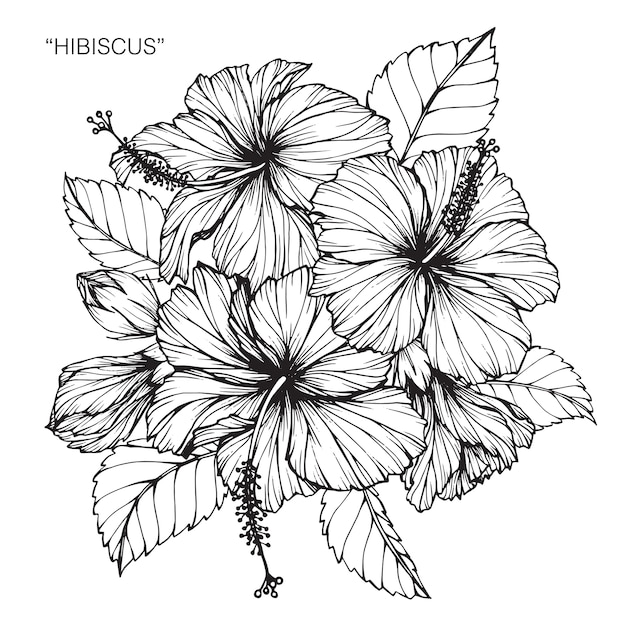 Hibiscus flower drawing illustration.