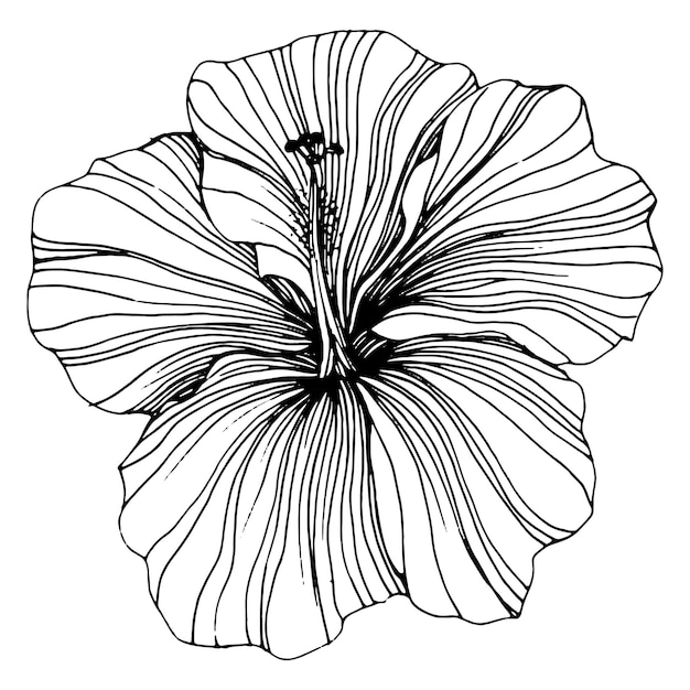 Цветок гибискуса Цветочный ботанический цветок Изолированный элемент иллюстрации Векторный ручной рисунок полевого цветка для фоновой текстуры обертки шаблон рамки или границы