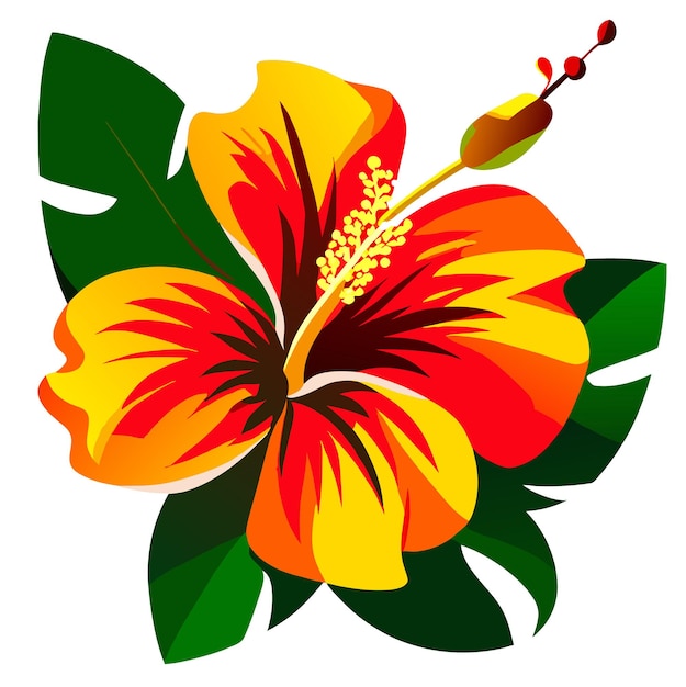 Vector hibiscus flower or hibiscus rosa floral flower vector illustration